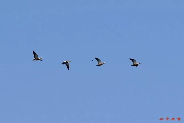 江鸟相关爆料视频 第1张 江鸟相关爆料视频 第1张